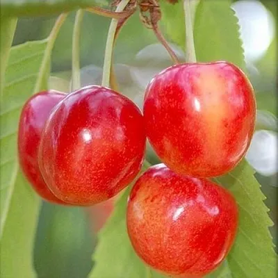 Черешня МЕДУНИЦА в Ярославле