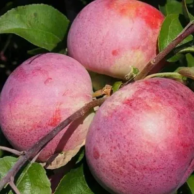 Яблоня БЕЛОРУССКОЕ МАЛИНОВОЕ  Яблоня БЕЛОРУССКОЕ МАЛИНОВОЕ в Ярославле