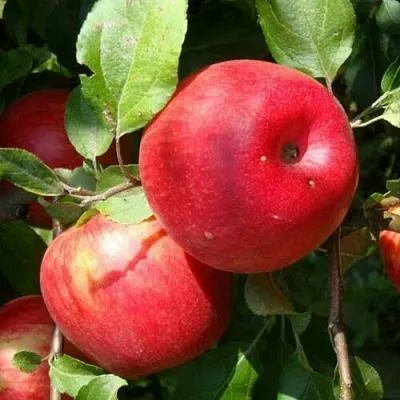 Яблоня ВАЛЕРИЯ в Ярославле