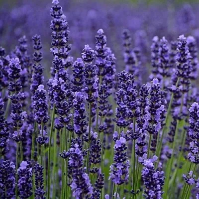 Лаванда МАНСТЕД узколистная  Лаванда МАНСТЕД узколистная в Ярославле