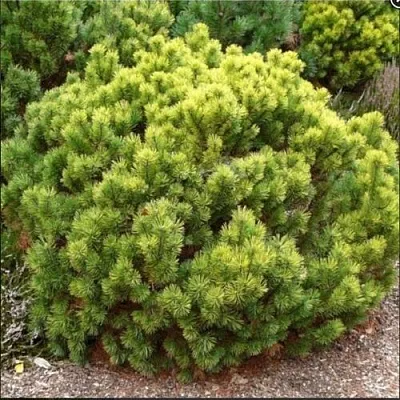 Ель ДАНС ДВАРФ обыкновення  Ель ДАНС ДВАРФ обыкновення в Ярославле