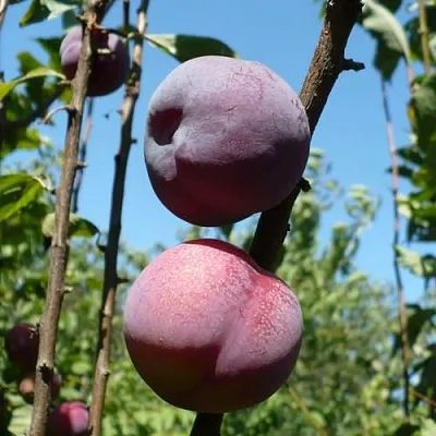 Плумкот ВЕЙ ВОНГ  Плумкот ВЕЙ ВОНГ в Ярославле