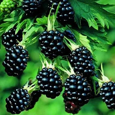 Ежевика КИТАНИНИ бесшипная  Ежевика КИТАНИНИ бесшипная в Ярославле