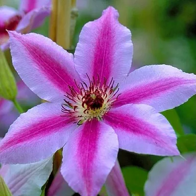 Клематис НЕЛЛИ МОЗЕР  Клематис НЕЛЛИ МОЗЕР в Ярославле