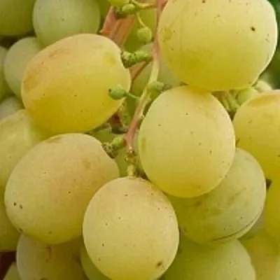 Виноград ТАЛИСМАН  Виноград ТАЛИСМАН в Ярославле