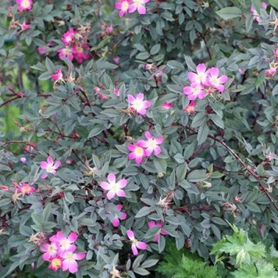 Саженцы роз сизая — описание сорта Саженцы роз сизая в Ярославле