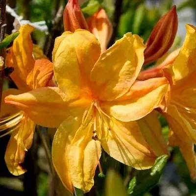 Азалия ГОЛДЕН ЛАЙТС листопадная  Азалия ГОЛДЕН ЛАЙТС листопадная в Ярославле