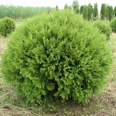 Туя ГЛОБОЗА западная  Туя ГЛОБОЗА западная в Ярославле