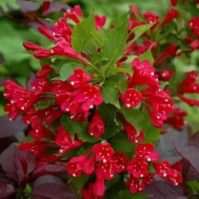 Вейгела РЕД ПРИНЦ  Вейгела РЕД ПРИНЦ в Ярославле