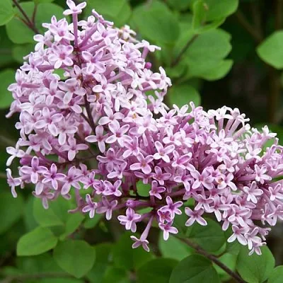 Сирень ПАЛИБИН   Сирень ПАЛИБИН  в Ярославле