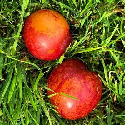 Шарафуга НЕКТАРИННАЯ  Шарафуга НЕКТАРИННАЯ в Ярославле