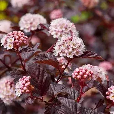 Пузыреплодник АНДРЕ   Пузыреплодник АНДРЕ  в Ярославле