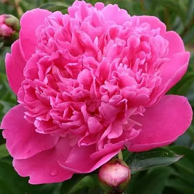 Пион ЭДУЛИС СУПЕРБА травянистый  Пион ЭДУЛИС СУПЕРБА травянистый в Ярославле