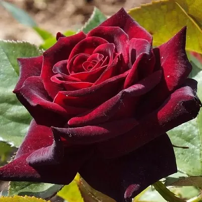 Саженцы роз БЛЭК БАККАРА чайно-гибридная в Ярославле