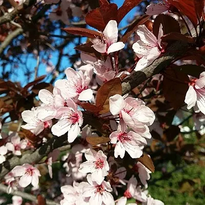 Слива ВУДИ растопыренная в Ярославле