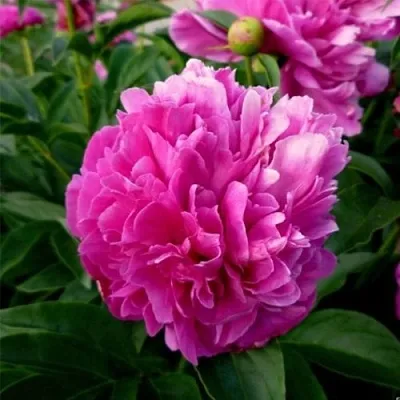 Пион ФЕЛИКС КРАУССЕ травянистый  Пион ФЕЛИКС КРАУССЕ травянистый в Ярославле