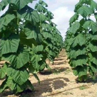 Павлония ПАО ТОГН Z07 в Ярославле