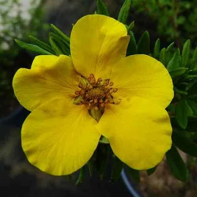 Лапчатка ГОЛДФИНГЕР кустарниковая  Лапчатка ГОЛДФИНГЕР кустарниковая в Ярославле