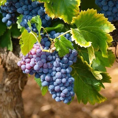 Виноград ЗИЛГА  Виноград ЗИЛГА в Ярославле