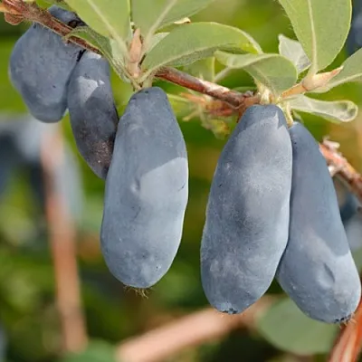 Жимолость съедобная СИНИЙ УТЕС в Ярославле