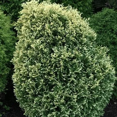 Туя ЛИТОМИШИЛ западная в Ярославле