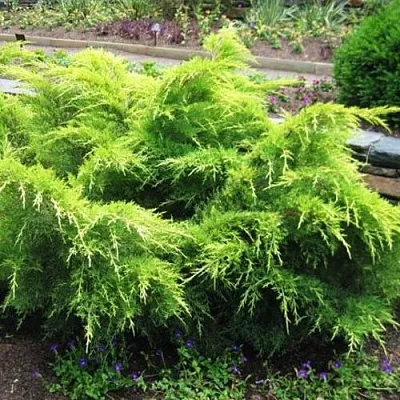 Можжевельник ГОЛД КОСТ средний  Можжевельник ГОЛД КОСТ средний в Ярославле