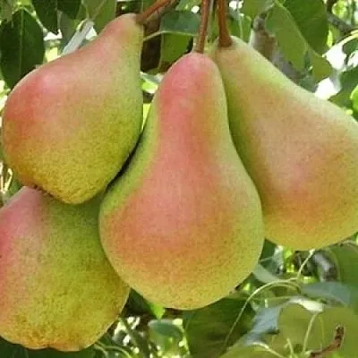 Груша ЛЕСНАЯ КРАСАВИЦА  Груша ЛЕСНАЯ КРАСАВИЦА в Ярославле