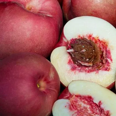 НЕКТАПЛЮМ  НЕКТАПЛЮМ в Ярославле