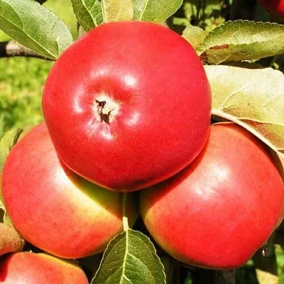 Яблоня СЯБРЫНА  Яблоня СЯБРЫНА в Ярославле