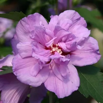 Гибискус АРДЕНС сирийский  Гибискус АРДЕНС сирийский в Ярославле