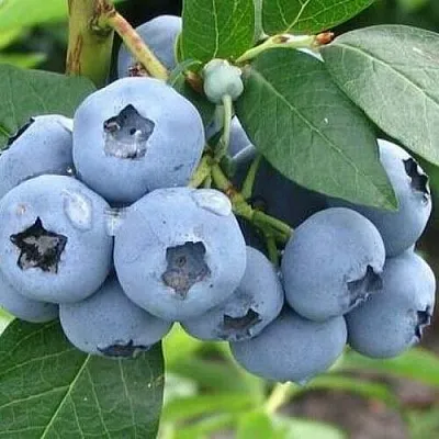 Голубика БЛЮЭТТА  Голубика БЛЮЭТТА в Ярославле