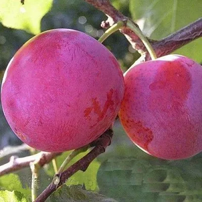 Слива ДЕЛИКАТНАЯ  Слива ДЕЛИКАТНАЯ в Ярославле