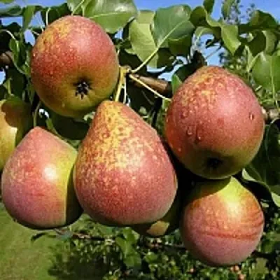 Груша МРАМОРНАЯ  Груша МРАМОРНАЯ в Ярославле