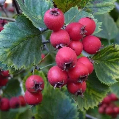 Боярышник АРНОЛЬДА  Боярышник АРНОЛЬДА в Ярославле