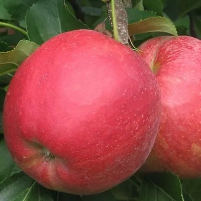 Яблоня РУБИН в Ярославле