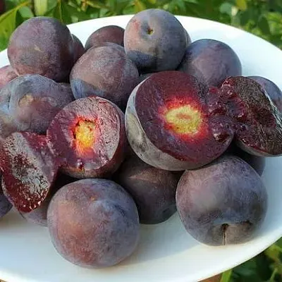 Сливово-вишневый гибрид МЕЙНОР  Сливово-вишневый гибрид МЕЙНОР в Ярославле