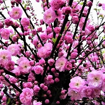 Миндаль Миндаль в Ярославле