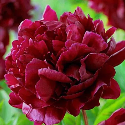 Пион АРМАНИ травянистый  Пион АРМАНИ травянистый в Ярославле