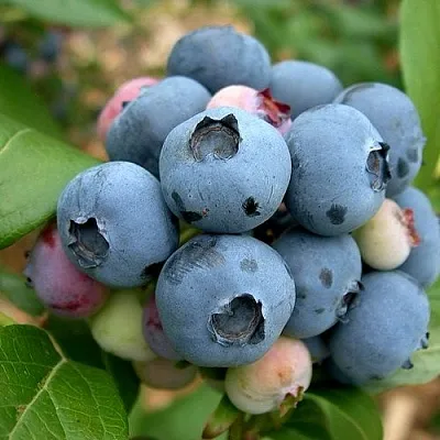 Голубика КОЛЛИНЗ  Голубика КОЛЛИНЗ в Ярославле