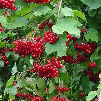 Калина КОМПАКТУМ  Калина КОМПАКТУМ в Ярославле