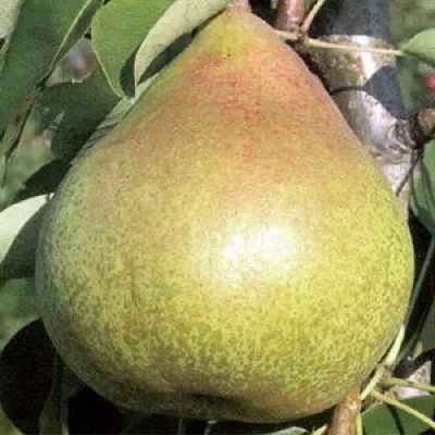 Груша КОРОЛЛА  Груша КОРОЛЛА в Ярославле