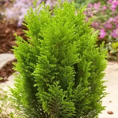 Кипарисовик ЭЛВУДИ ГОЛД лавсона  Кипарисовик ЭЛВУДИ ГОЛД лавсона в Ярославле