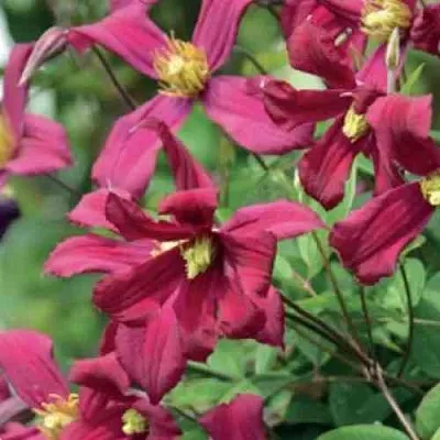 Клематис СТРОУБЕРРИ ФИЛДС  Клематис СТРОУБЕРРИ ФИЛДС в Ярославле