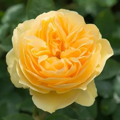 Саженцы роз ГРЕХАМ ТОМАС английская в Ярославле