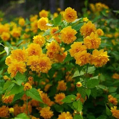 Керрия японская ПЛЕНИФЛОРА  Керрия японская ПЛЕНИФЛОРА в Ярославле