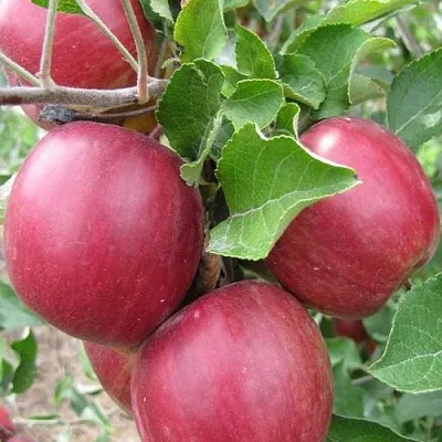 Яблоня МОСКОВСКОЕ ОЖЕРЕЛЬЕ колонновидная  Яблони Московское Ожерелье колонновидная в Ярославле