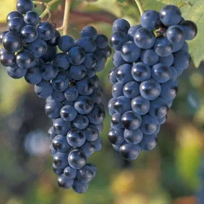 Виноград МАРКЕТТ  Виноград МАРКЕТТ в Ярославле