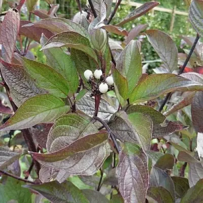 Дерен КЕССЕЛЬРИНГИ  Дерен КЕССЕЛЬРИНГИ в Ярославле