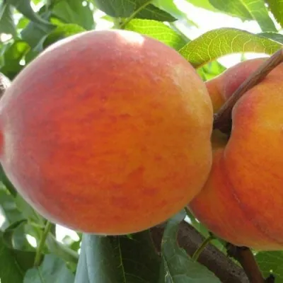 Персик СОЧНЫЙ — описание сорта Персик СОЧНЫЙ в Ярославле