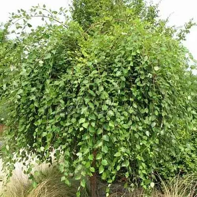 Береза САММЕР КАСКАД черная в Ярославле